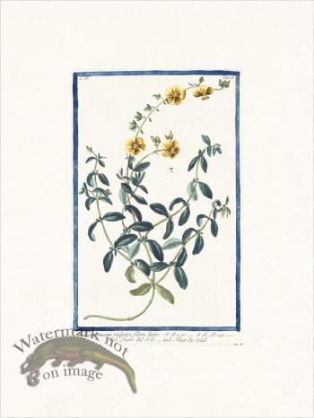 Bonelli 378 Rock-rose